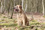 BORDER TERRIER 028